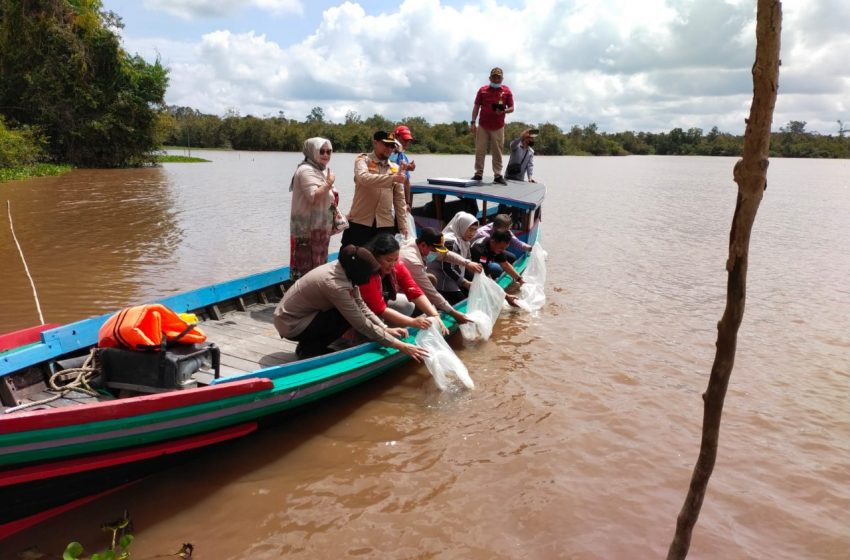  Jaga Populasi, Dislutkan Sebarkan Puluhan Ribu Ikan Betok dan Gabus