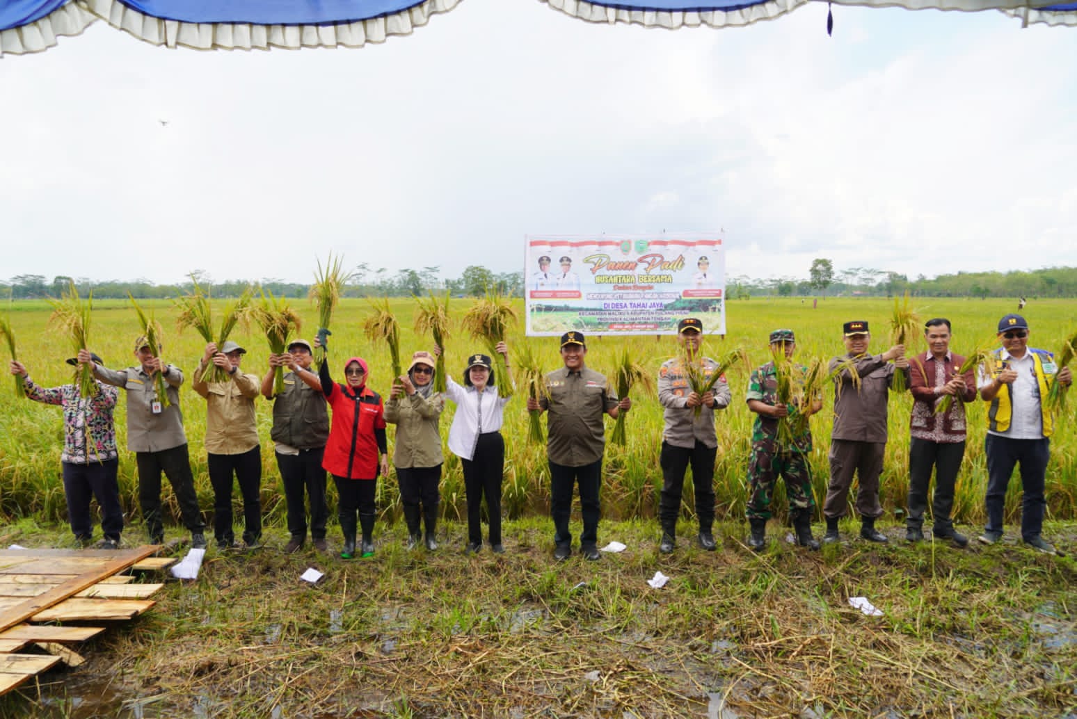 Wakil Gubernur Kalimantan Tengah H. Edy Pratowo saat panen padi Nusantara di kawasan Food Estate. (Foto/mmckalteng)